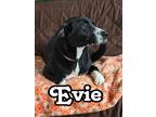 Adopt Evie a Beagle