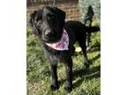 Adopt Taylor a Labrador Retriever