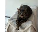 Adopt CiCi a Domestic Short Hair