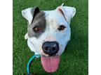 Adopt Whisper a Pit Bull Terrier