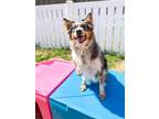 Adopt Piper a Australian Shepherd, Australian Cattle Dog / Blue Heeler