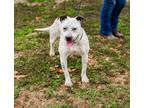 Adopt Kinsley a American Staffordshire Terrier
