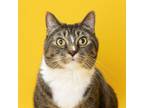 Adopt Waffle a Domestic Short Hair