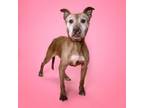 Adopt Sunflower a Pit Bull Terrier