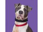Adopt Rumor a Mixed Breed