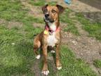 Adopt Candy* A200841 a Plott Hound