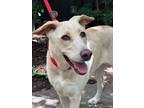 Adopt Stevie Nicks a Yellow Labrador Retriever, Whippet