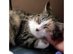 Adopt Mossy Moon a Domestic Short Hair