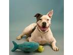 Adopt Dizzy a Pit Bull Terrier