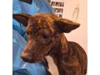 Adopt Ophelia / 0124 a Shepherd, Pit Bull Terrier