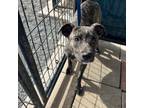 Adopt Ginny / 0125 a Shepherd, Pit Bull Terrier