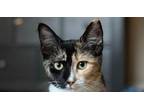 Adopt Lyla a Calico, Domestic Short Hair