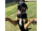 Adopt Helga Rose a Doberman Pinscher, Black and Tan Coonhound