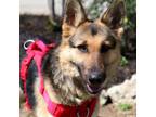 Adopt Kelly a German Shepherd Dog, Mixed Breed