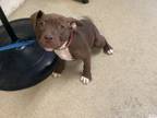 Adopt Phoenix a Pit Bull Terrier, Mixed Breed