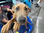 Adopt Brazil a German Shepherd Dog, Pit Bull Terrier