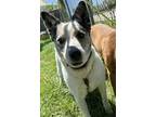 Adopt June *Bonded pair* a Cattle Dog, Mixed Breed