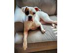 Adopt Bailey V a Boxer