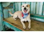 Adopt Fiddle a Australian Cattle Dog / Blue Heeler