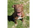 Adopt Hail Mary - In Foster a Pit Bull Terrier