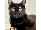 Adopt Callie a Domestic Short Hair