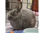 Adopt Carrot Diaz a Bunny Rabbit