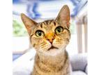 Adopt Cora a Domestic Short Hair