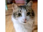 Adopt Marcie a Domestic Medium Hair