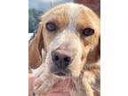 Adopt Magnolia a Beagle