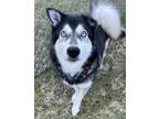 Adopt Tiffany a Siberian Husky, Mixed Breed