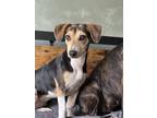 Adopt Jenny Slate a Beagle
