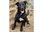Adopt Tess Servopoulos a Terrier, Pit Bull Terrier