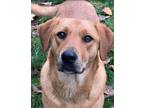 Adopt Amy Santiago a Labrador Retriever, Mixed Breed