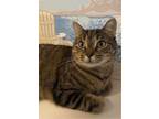 Adopt New Orleans a Domestic Short Hair