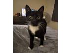 Adopt Tagliatelle a Domestic Short Hair