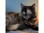 Adopt Penelope a Domestic Long Hair, Tortoiseshell