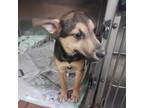 Adopt Lovey a Mixed Breed