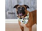 Adopt Stella a Boxer, Cattle Dog