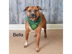 Adopt Bella a Boxer, Cattle Dog