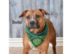 Adopt Bella a Boxer, Cattle Dog