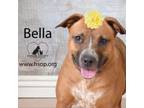 Adopt Bella a Boxer, Cattle Dog