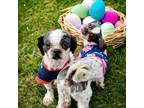 Adopt Rory and Roderick - BONDED - Indian Rocks Beach a Shih Tzu