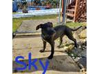 Adopt Sky a Mixed Breed