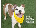 Adopt Rita a Pit Bull Terrier, Mixed Breed