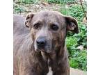 Adopt Mocha a Mountain Cur