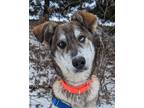 Adopt Perri a Siberian Husky, Shepherd