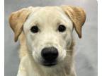 Adopt Heart a Labrador Retriever, Jindo