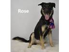 Adopt Rose a German Shepherd Dog, Rottweiler