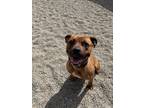 Adopt Beauty a Mastiff, Mixed Breed