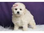 Maltipoo Puppy for sale in Fort Wayne, IN, USA